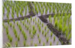Patterns and shapes of paddy rice field by Anonymous