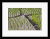 Patterns and shapes of paddy rice field by Anonymous