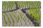 Patterns and shapes of paddy rice field by Anonymous
