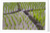 Patterns and shapes of paddy rice field by Anonymous