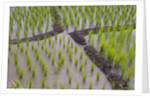 Patterns and shapes of paddy rice field by Anonymous