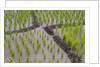 Patterns and shapes of paddy rice field by Anonymous