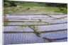 Patterns and shapes of paddy rice field by Anonymous