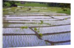 Patterns and shapes of paddy rice field by Anonymous