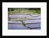 Patterns and shapes of paddy rice field by Anonymous
