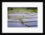 Patterns and shapes of paddy rice field by Anonymous