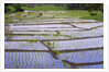 Patterns and shapes of paddy rice field by Anonymous