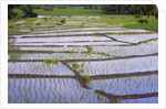 Patterns and shapes of paddy rice field by Anonymous