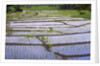 Patterns and shapes of paddy rice field by Anonymous