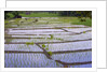 Patterns and shapes of paddy rice field by Anonymous