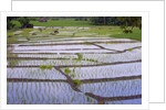Patterns and shapes of paddy rice field by Anonymous