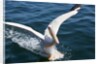 Great White Pelican landing on ocean (Pelecanus onocrotalus) by Anonymous