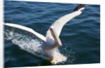 Great White Pelican landing on ocean (Pelecanus onocrotalus) by Anonymous