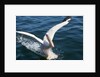 Great White Pelican landing on ocean (Pelecanus onocrotalus) by Anonymous