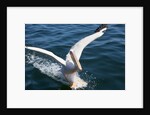 Great White Pelican landing on ocean (Pelecanus onocrotalus) by Anonymous