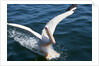 Great White Pelican landing on ocean (Pelecanus onocrotalus) by Anonymous