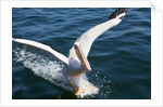 Great White Pelican landing on ocean (Pelecanus onocrotalus) by Anonymous