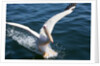 Great White Pelican landing on ocean (Pelecanus onocrotalus) by Anonymous