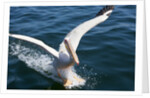 Great White Pelican landing on ocean (Pelecanus onocrotalus) by Anonymous