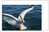 Great White Pelican landing on ocean (Pelecanus onocrotalus) by Anonymous