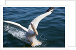 Great White Pelican landing on ocean (Pelecanus onocrotalus) by Anonymous