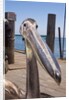 Young Great White Pelican head by Anonymous