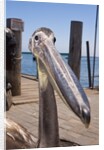 Young Great White Pelican head by Anonymous