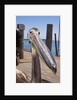Young Great White Pelican head by Anonymous