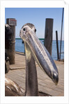 Young Great White Pelican head by Anonymous