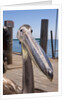 Young Great White Pelican head by Anonymous