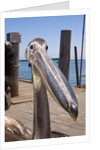 Young Great White Pelican head by Anonymous