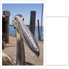 Young Great White Pelican head by Anonymous