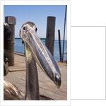 Young Great White Pelican head by Anonymous