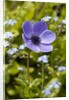 Violet Anemone Flower by Anonymous
