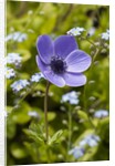 Violet Anemone Flower by Anonymous