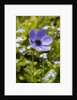 Violet Anemone Flower by Anonymous