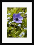 Violet Anemone Flower by Anonymous
