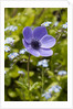 Violet Anemone Flower by Anonymous