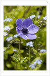 Violet Anemone Flower by Anonymous