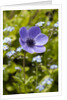 Violet Anemone Flower by Anonymous