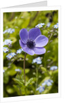 Violet Anemone Flower by Anonymous