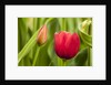 Red tulip flower by Anonymous