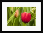 Red tulip flower by Anonymous
