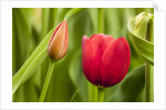 Red tulip flower by Anonymous