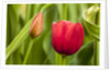Red tulip flower by Anonymous