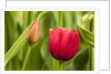 Red tulip flower by Anonymous
