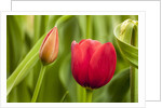 Red tulip flower by Anonymous