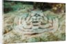 Reticulated Round Ray (Urobatis concentricus) by Anonymous