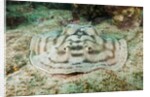 Reticulated Round Ray (Urobatis concentricus) by Anonymous