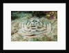 Reticulated Round Ray (Urobatis concentricus) by Anonymous
